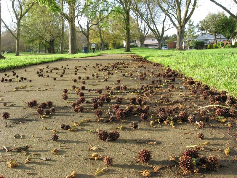 Spiny Seedpods Create Tripping Hazards