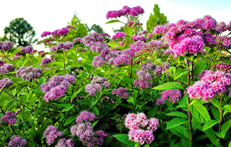 Spirea Rebounds From Thinning