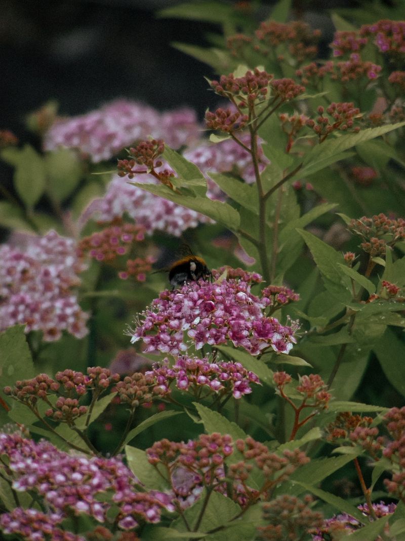 Spirea
