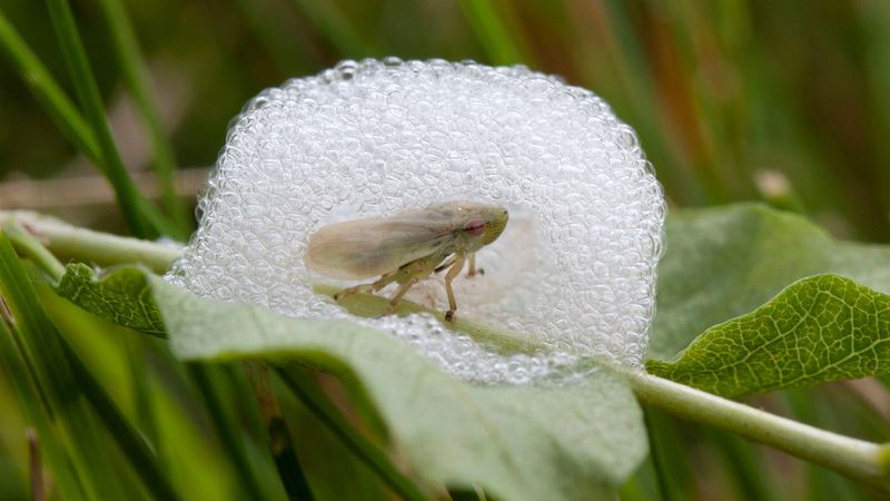 Spittlebug Nymphs Are Hiding Inside Spittlebug Nymphs Are Hiding Inside