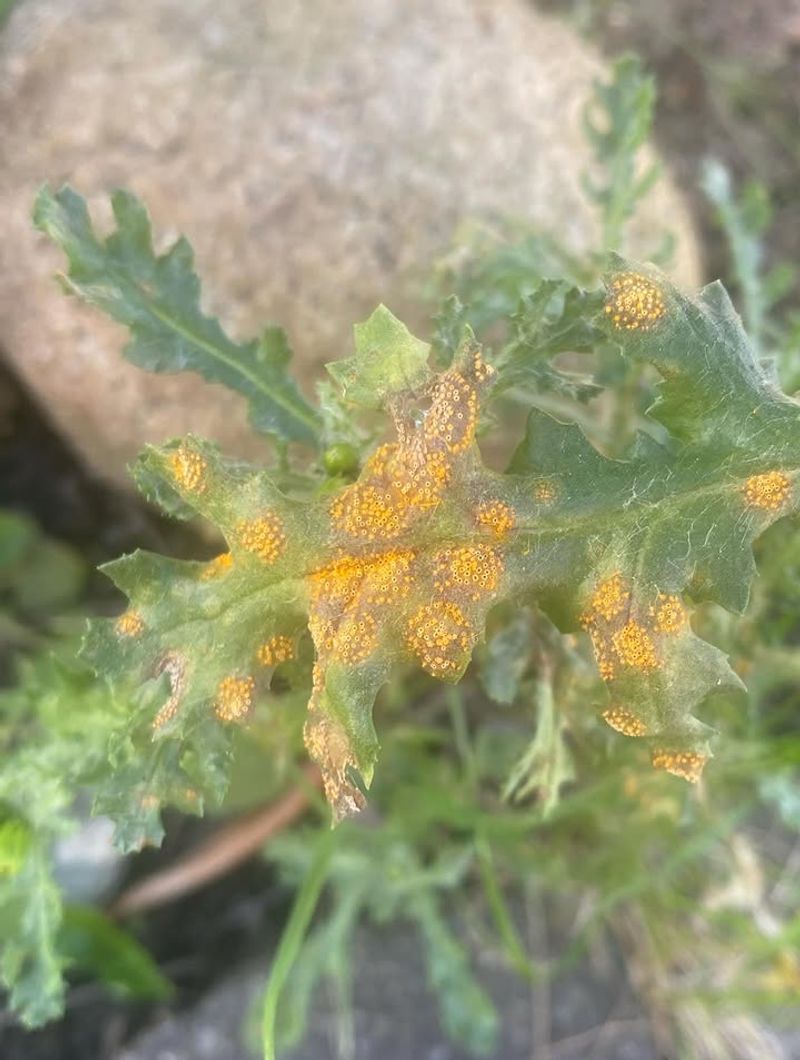 Splashing Water Moves Spores Between Plants