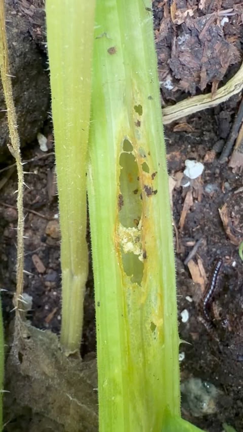 Split Stems Reveal More Split Stems Reveal More