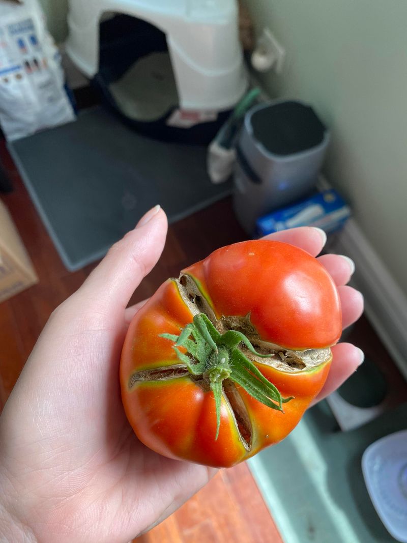 Split Tomatoes Are Usually Safe To Eat Split Tomatoes Are Usually Safe To Eat