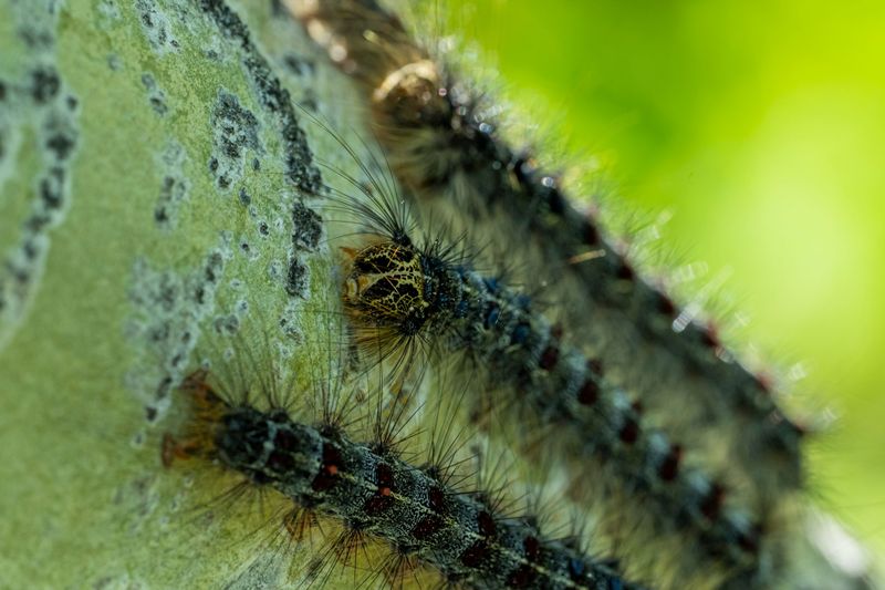 Spongy Moth Caterpillars Target New Jersey Oak Canopies Spongy Moth Caterpillars Target New Jersey Oak Canopies