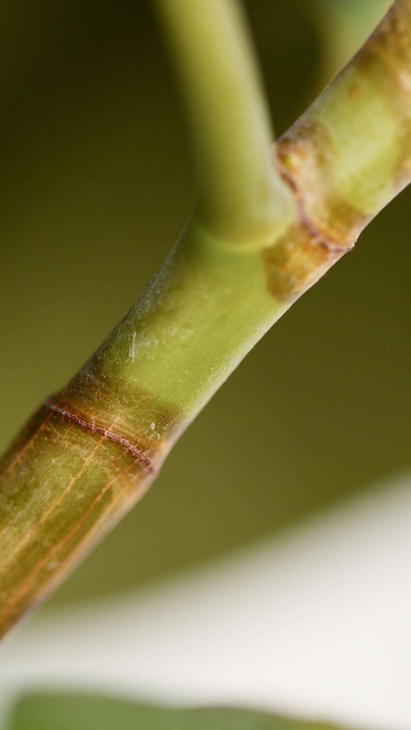 Spot Brown Lesions Spreading Quickly Along Stems