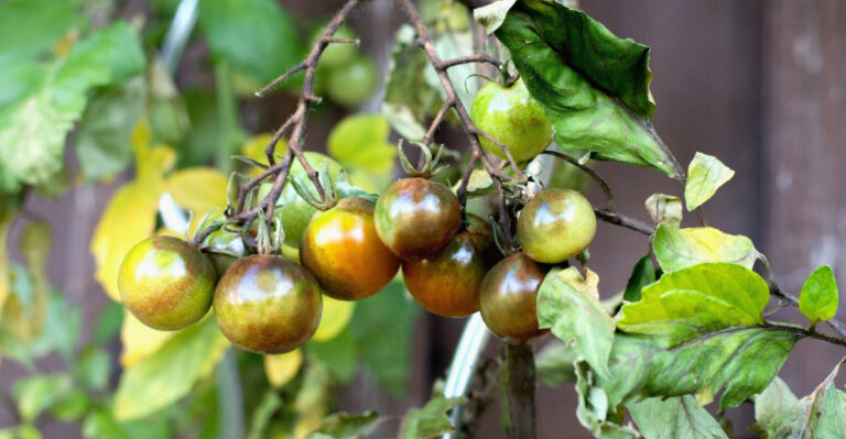 Spot Late Blight Before It Spreads Through Your Ohio Tomato Garden