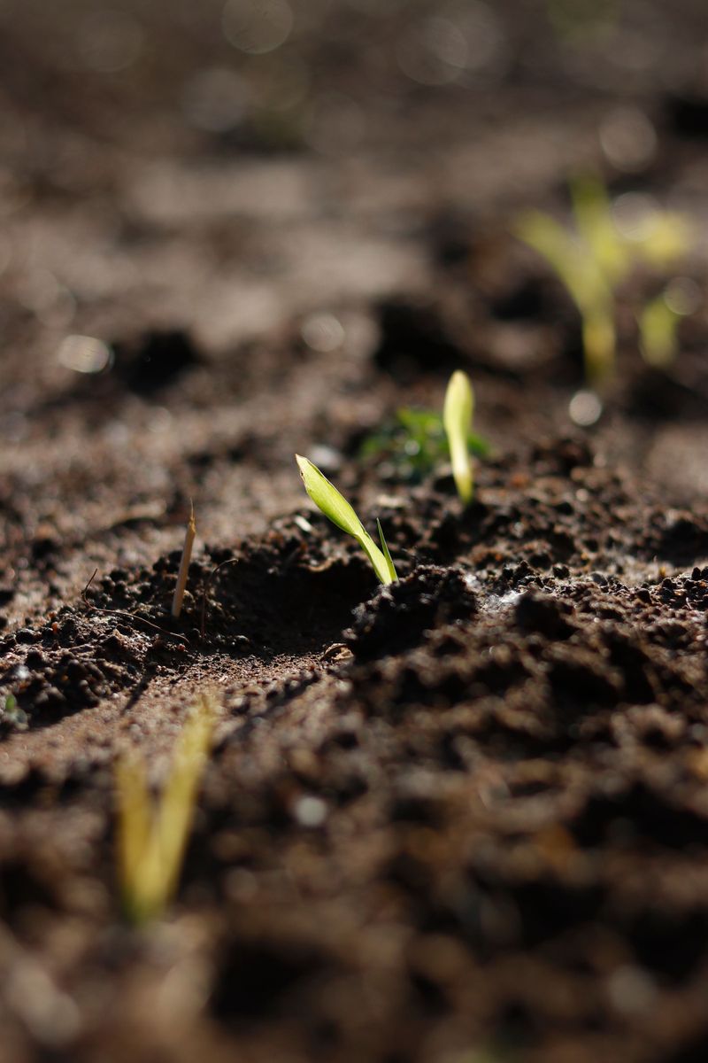 Spot Soil Still Soggy Days Later Spot Soil Still Soggy Days Later