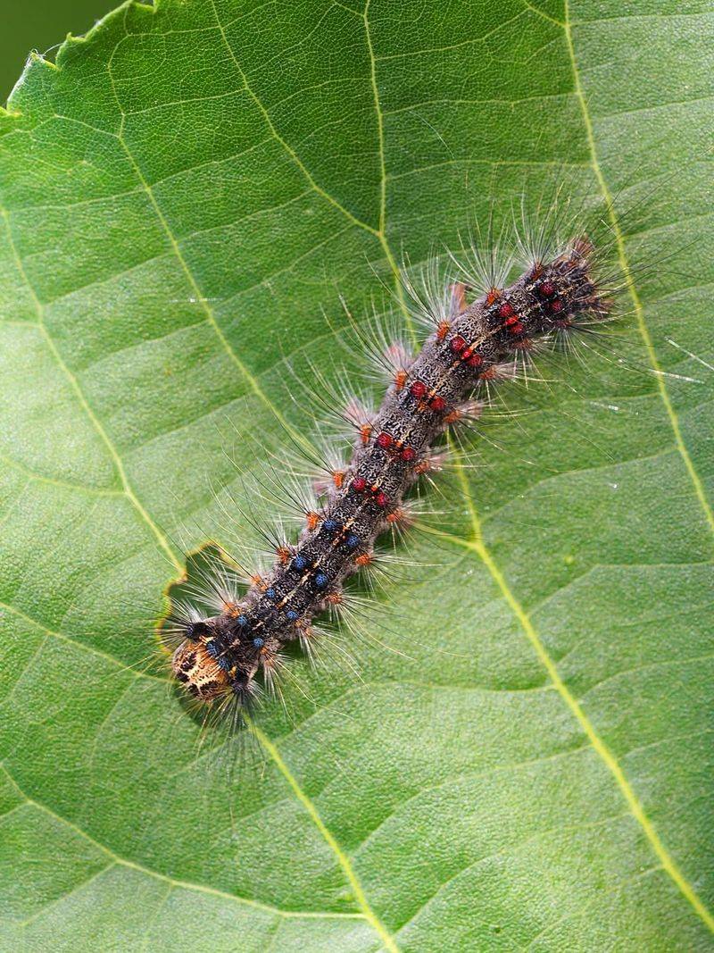 Spot The Hairy Caterpillars Before Damage Spreads