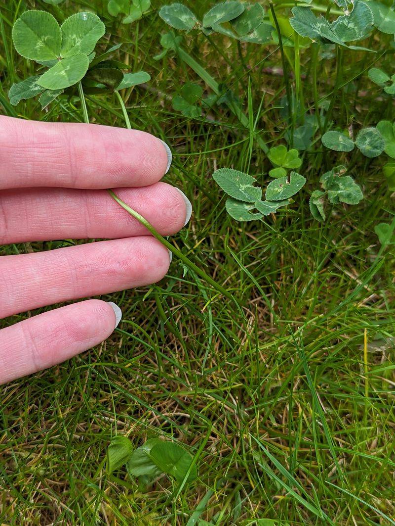 Spot Treat Active Patches Carefully Spot Treat Active Patches Carefully