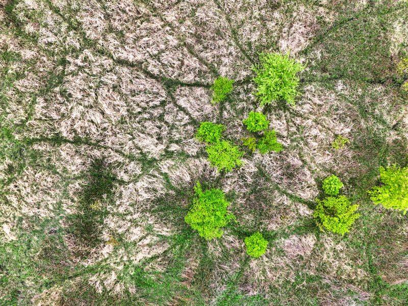 Spot-Treat Affected Areas Before The Fungus Spreads Further Spot-Treat Affected Areas Before The Fungus Spreads Further