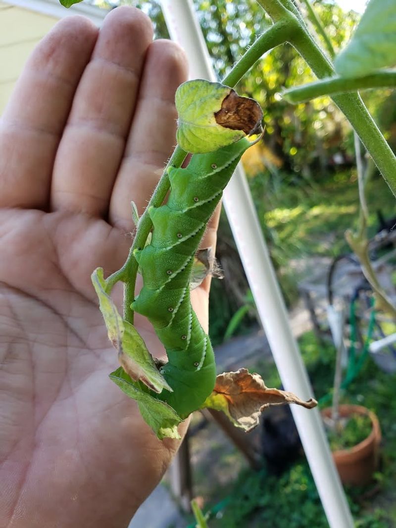 Spot Treat Damaged Plants Only