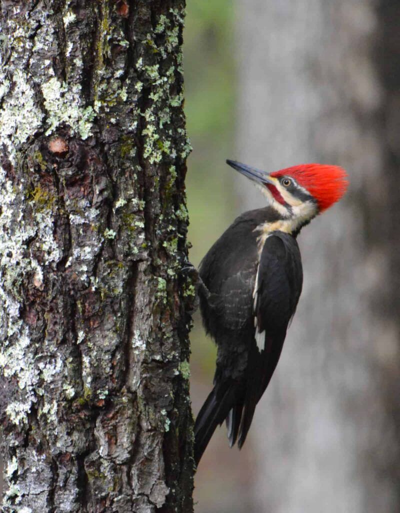 Spot Woodpeckers Where Trees Still Work Hard Spot Woodpeckers Where Trees Still Work Hard