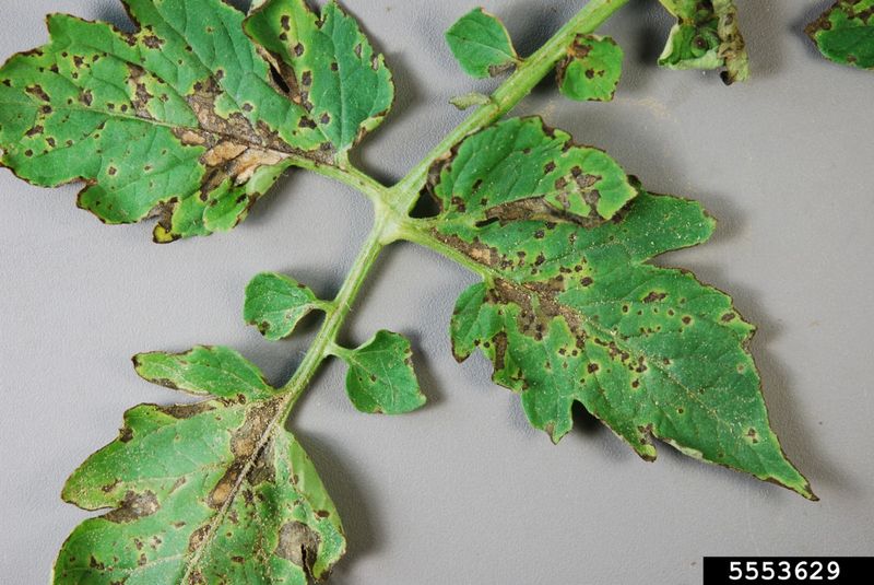 Spots Shift Attention Toward Leaf Disease Spots Shift Attention Toward Leaf Disease