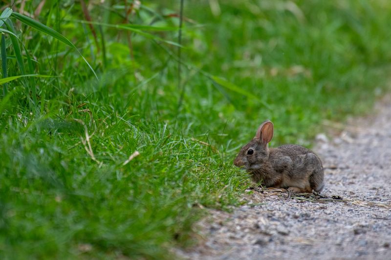 Spots Where Wildlife Or Rodents Frequently Pass