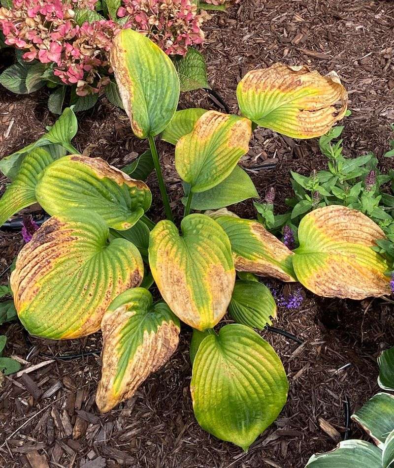 Spots With Yellowing May Mean Leaf Disease Spots With Yellowing May Mean Leaf Disease