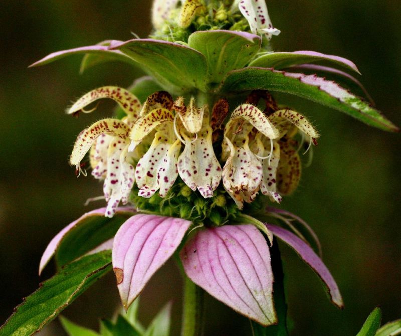 Spotted Bee Balm Livens Up Dry Spots Spotted Bee Balm Livens Up Dry Spots