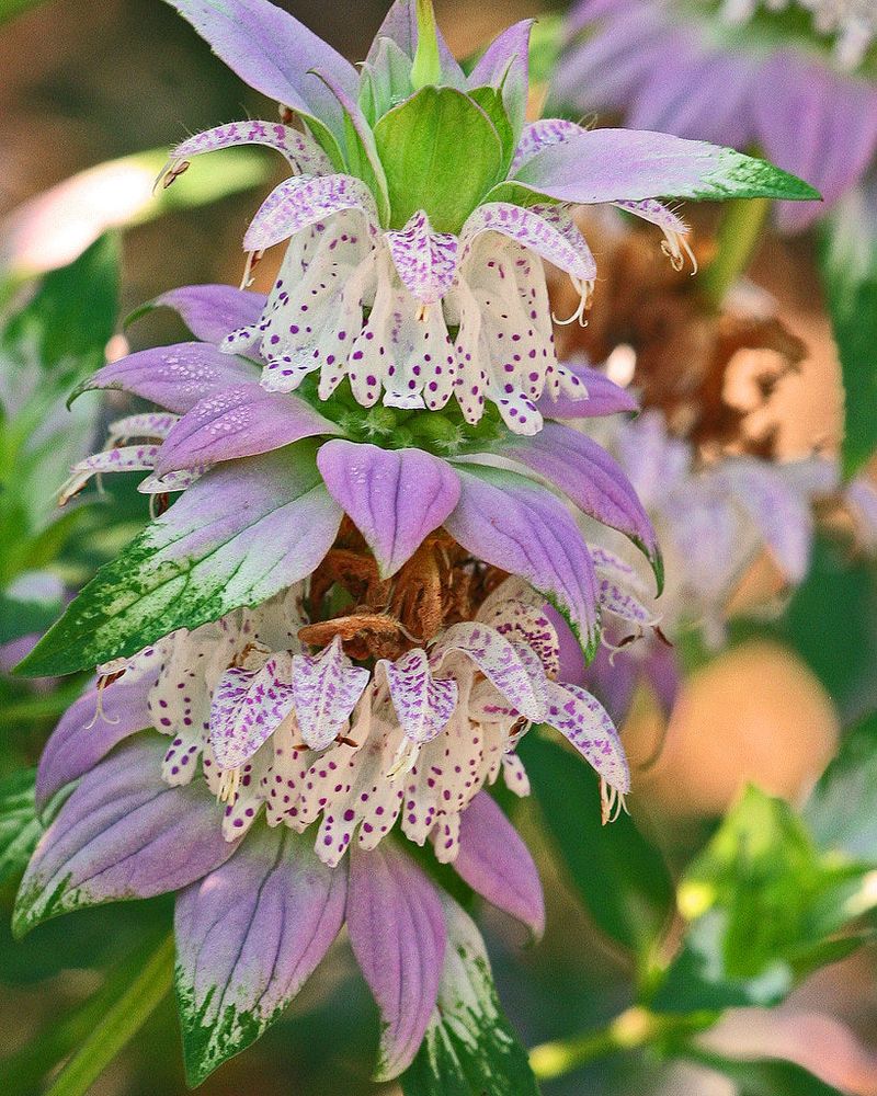 Spotted Beebalm