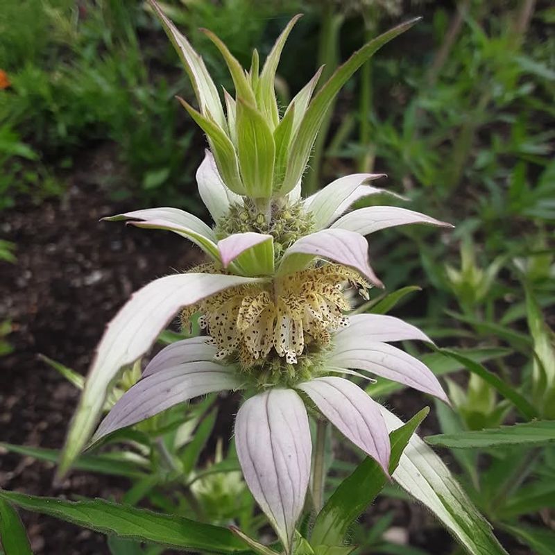 Spotted Beebalm 