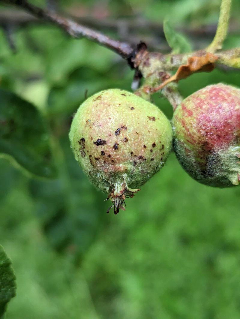 Spotted Fruit On Susceptible Crabapples
