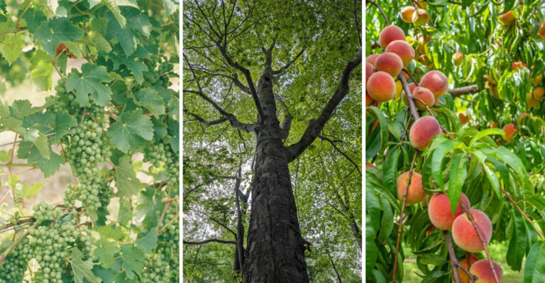 Spotted Lanternflies Are Damaging These 8 New York Trees This July, Here’s What To Do