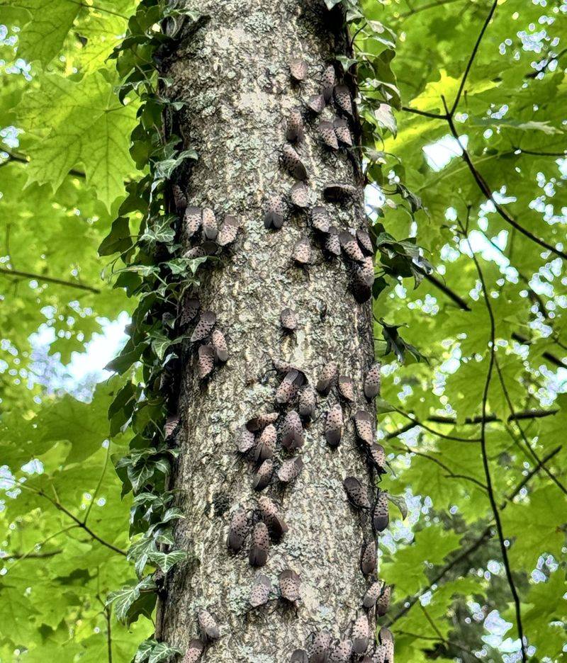 Spotted Lanternflies Gather On The Bark Spotted Lanternflies Gather On The Bark