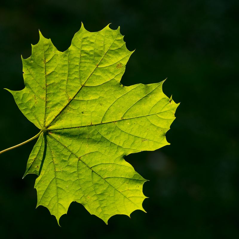 Spotting A Norway Maple Before It Spreads Spotting A Norway Maple Before It Spreads