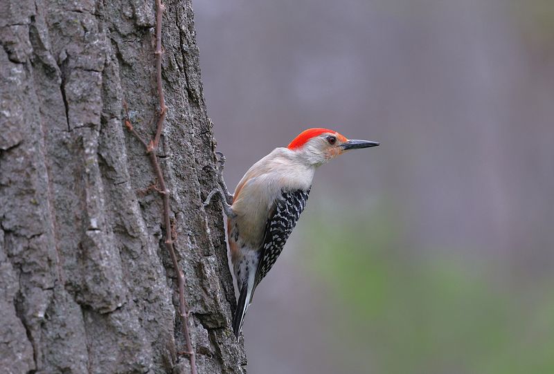 Spotting A Red-Bellied Woodpecker In Connecticut Backyards