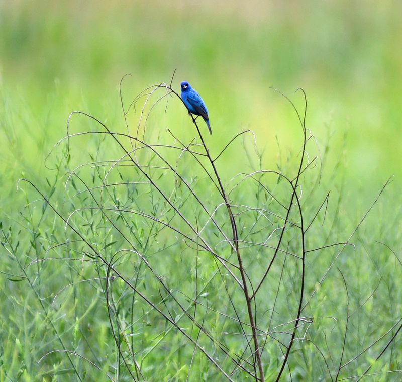 Spotting And Identifying The Bird