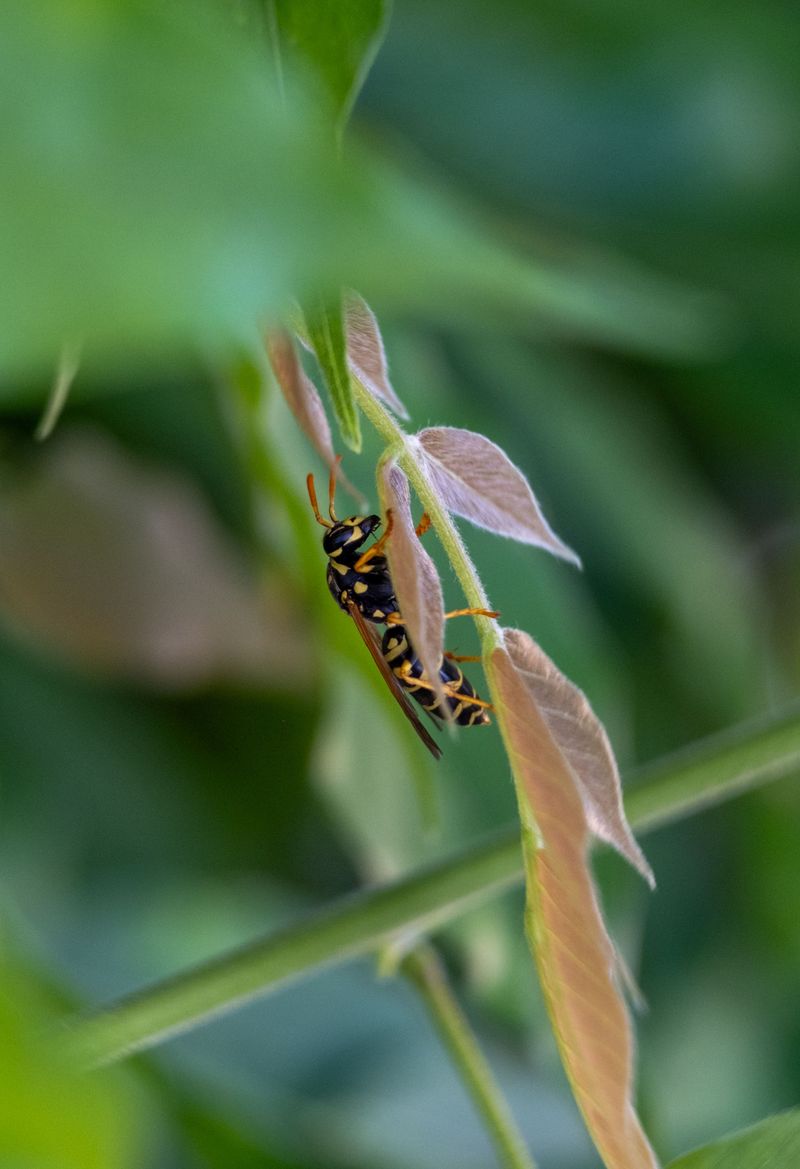 Spotting Nests Hidden In Tall Grass Edges Spotting Nests Hidden In Tall Grass Edges