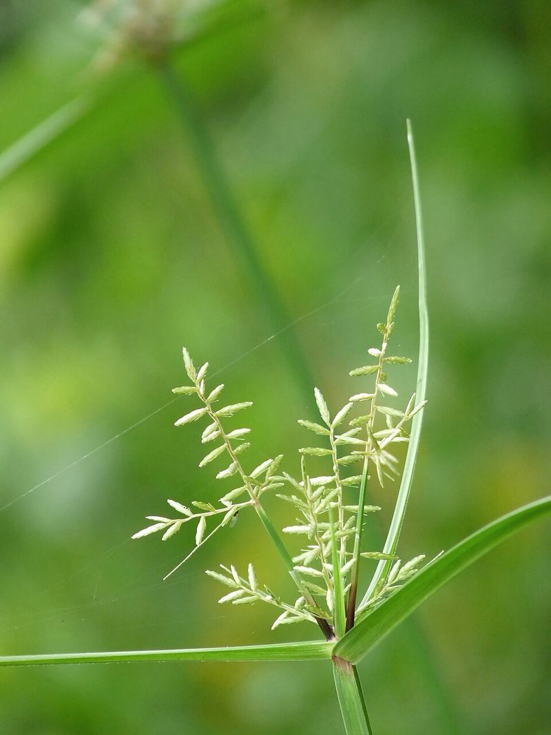 Spotting Nutsedge Before It Takes Over