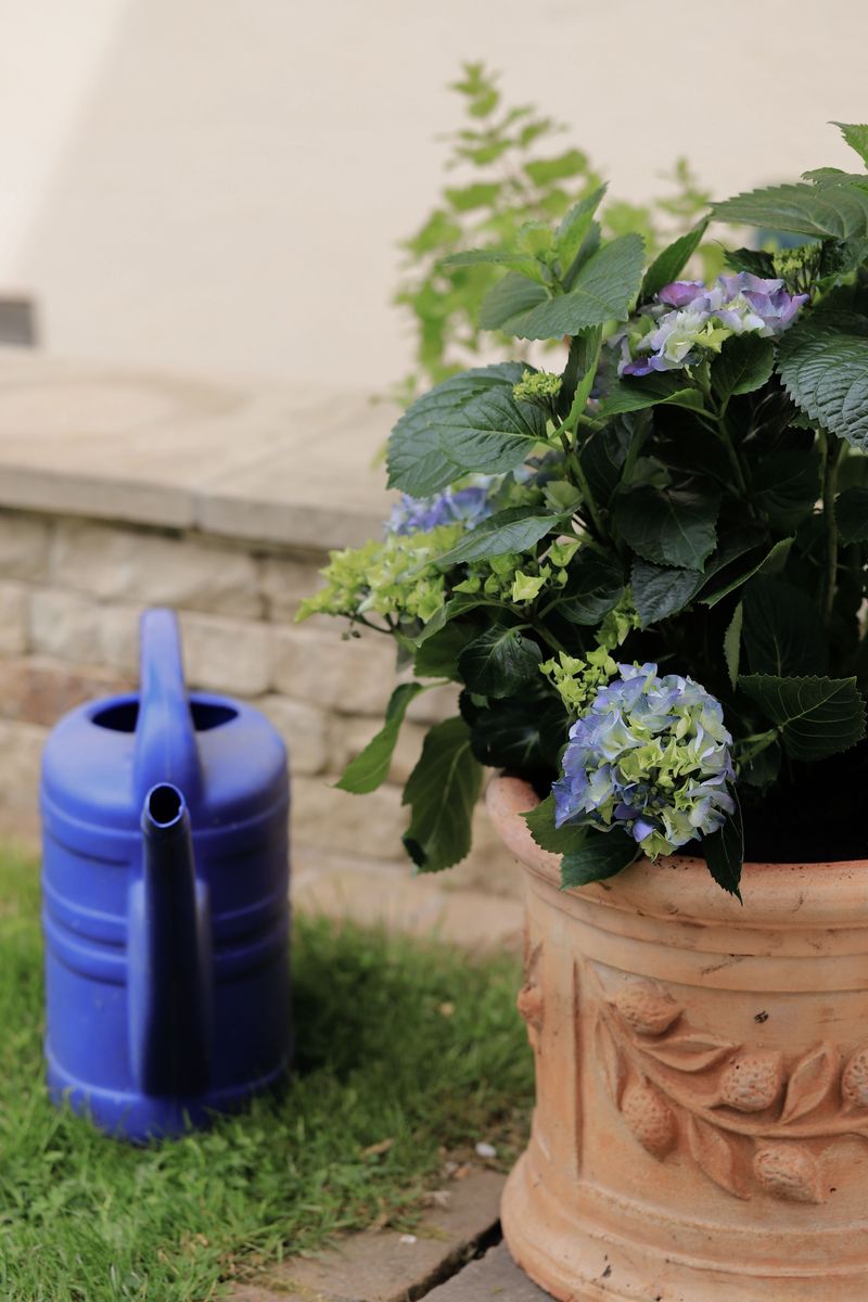 Spotting Signs Your Hydrangeas Are Heat Stressed