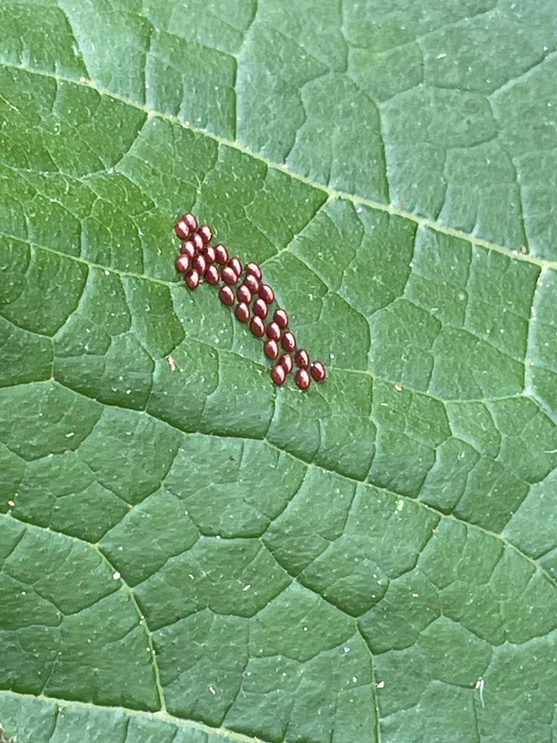 Spotting Squash Bugs And Their Eggs Spotting Squash Bugs And Their Eggs