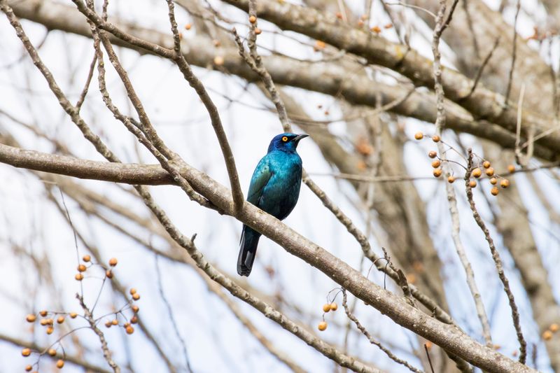 Spotting The Bright Blue Plumage That Gives This Bird Away Spotting The Bright Blue Plumage That Gives This Bird Away