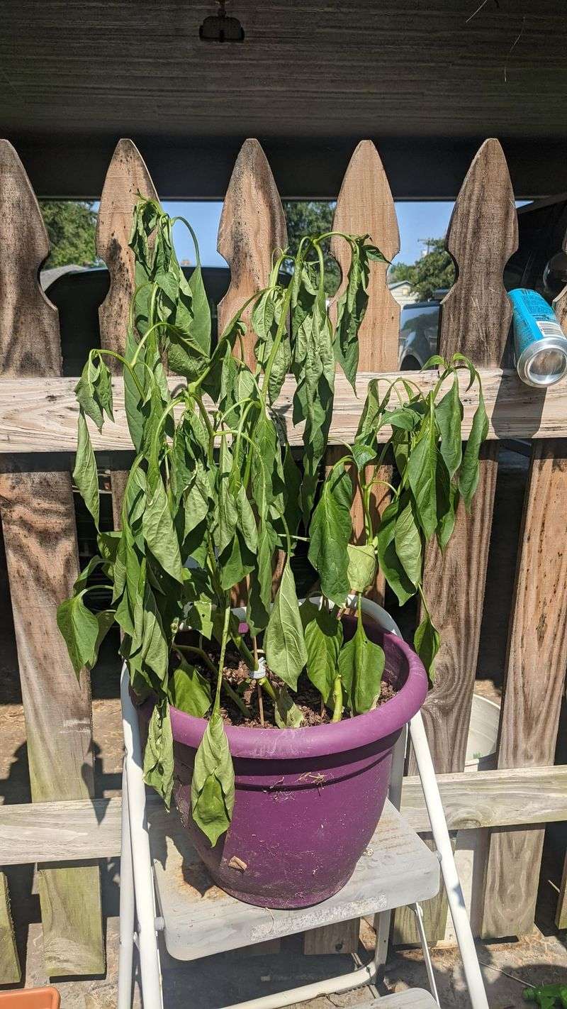 Spotting The Difference Between Overwatered And Underwatered Leaves