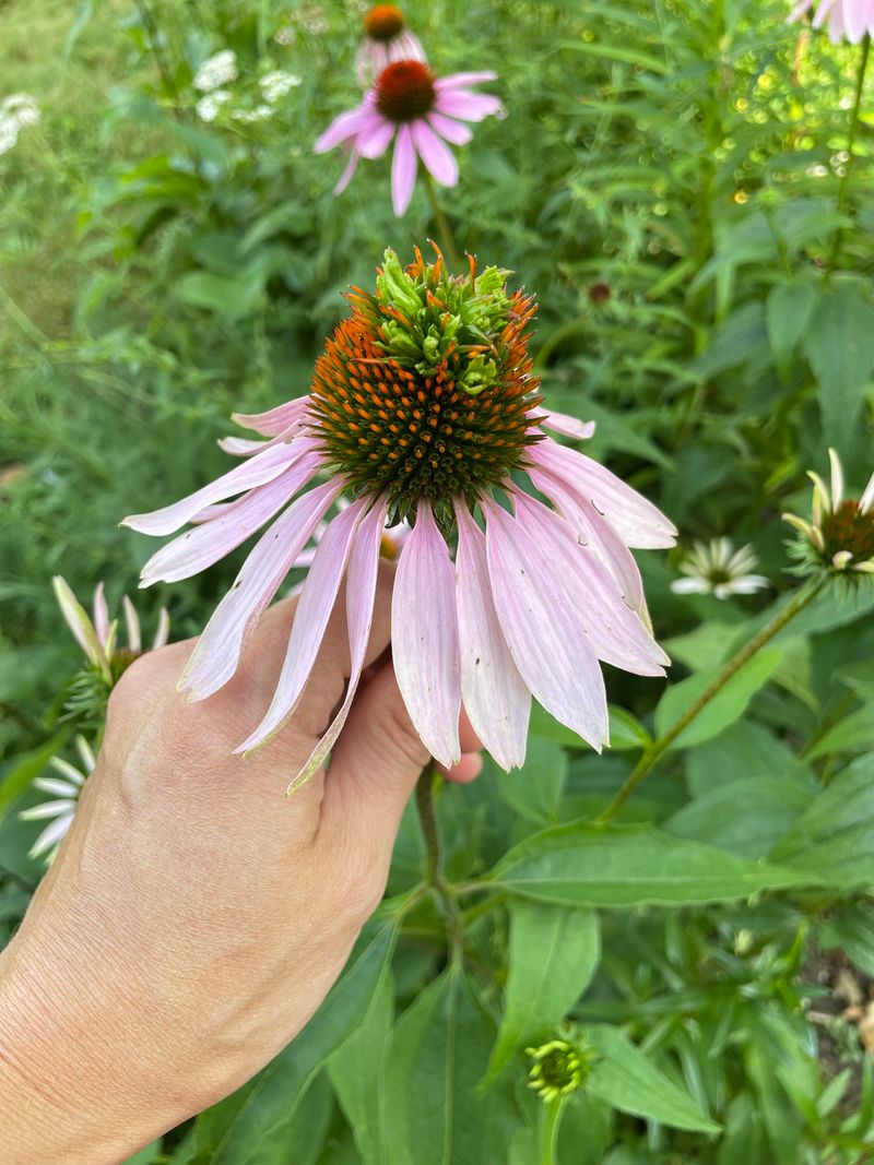 Spotting The Strange Yellow Growth On Your Coneflowers