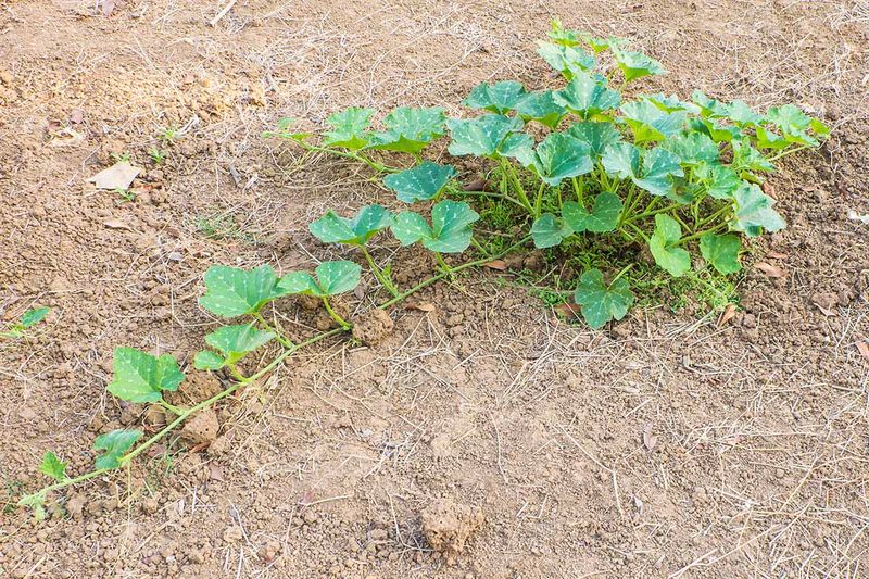 Sprawling Vines Create More Hidden Pest Areas