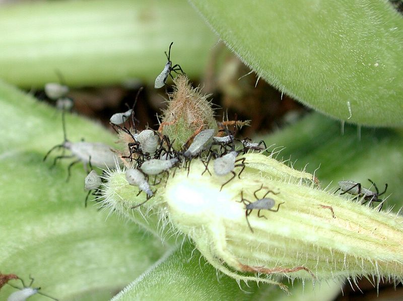 Spray Neem Oil On Nymphs When Spotted