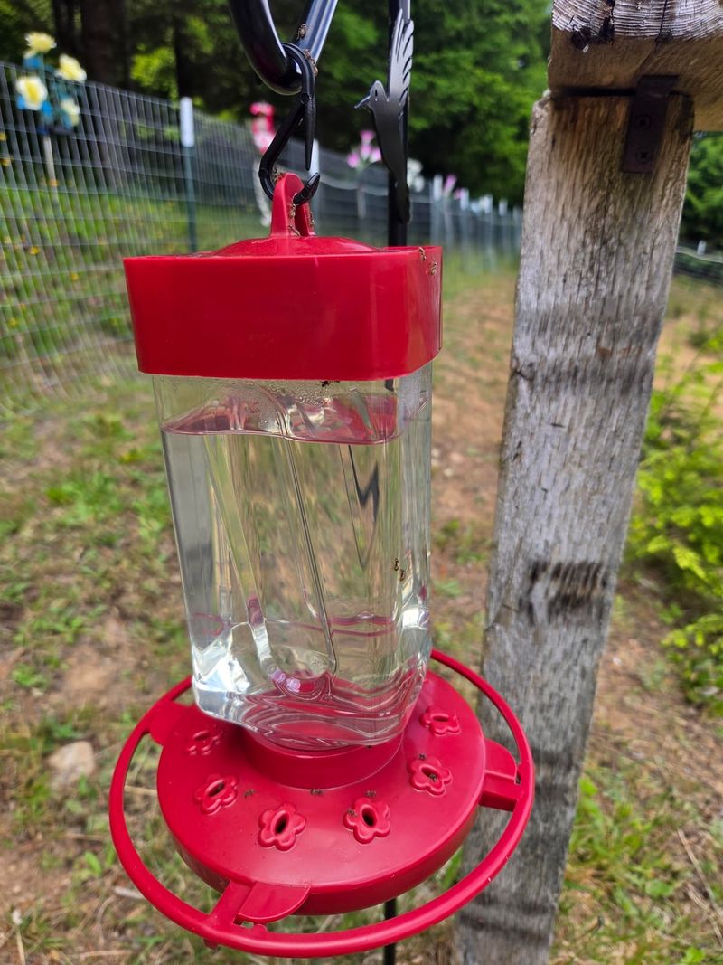 Spraying Insects Around The Feeder Spraying Insects Around The Feeder