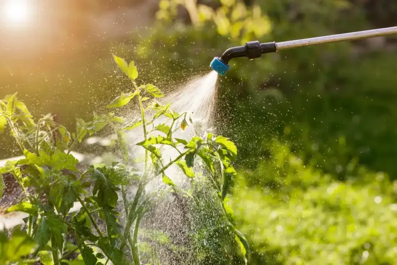 Spraying Insects