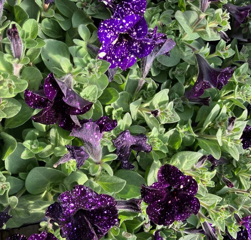 Spraying The Flowers And Leaves Every Time Spraying The Flowers And Leaves Every Time