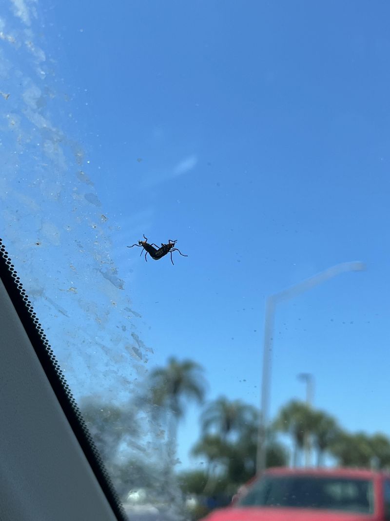Sprays Do Little Against Passing Swarms