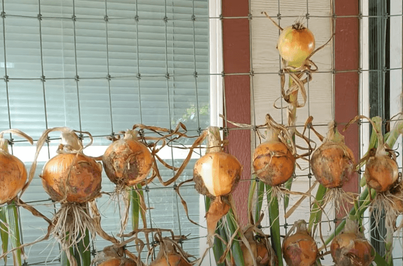 Spread Bulbs Out So Air Can Move Around Them Spread Bulbs Out So Air Can Move Around Them