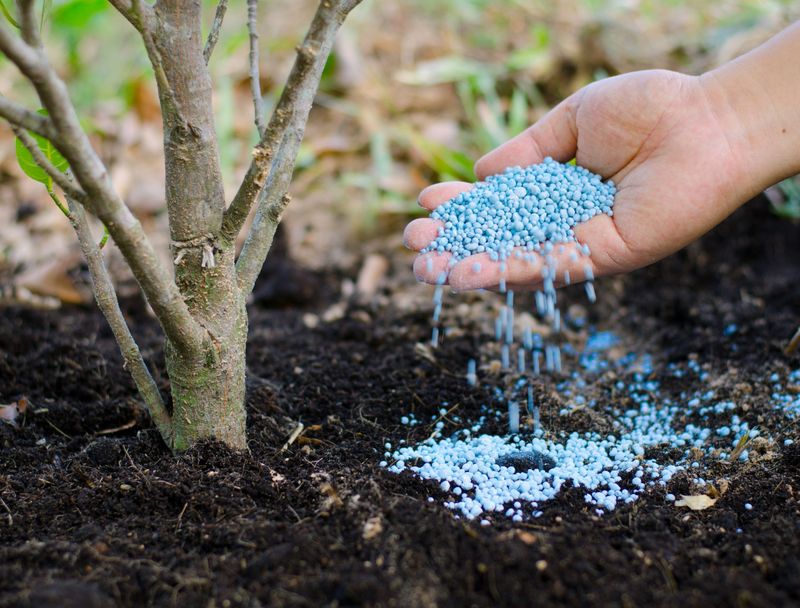 Spread Fertilizer Evenly Around The Drip Line Spread Fertilizer Evenly Around The Drip Line