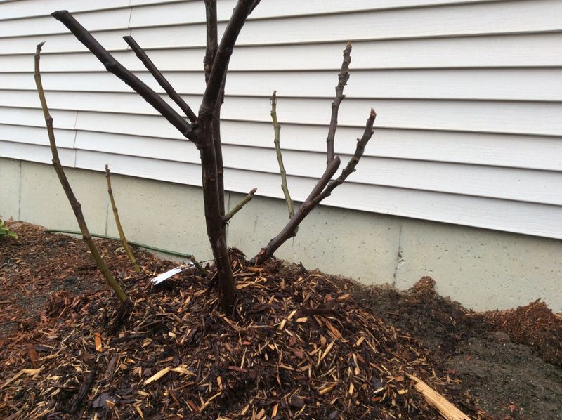 Spread Mulch To Hold Moisture Longer Spread Mulch To Hold Moisture Longer