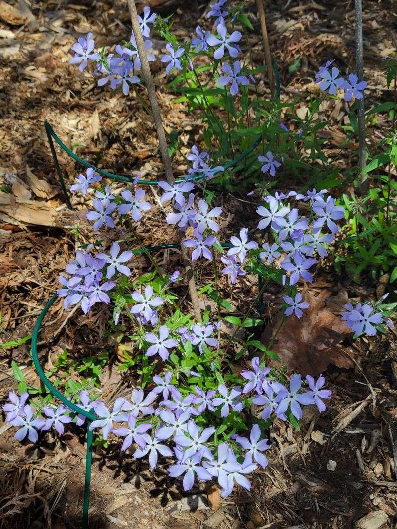 Spread Wild Blue Phlox On Shaded Moist Banks