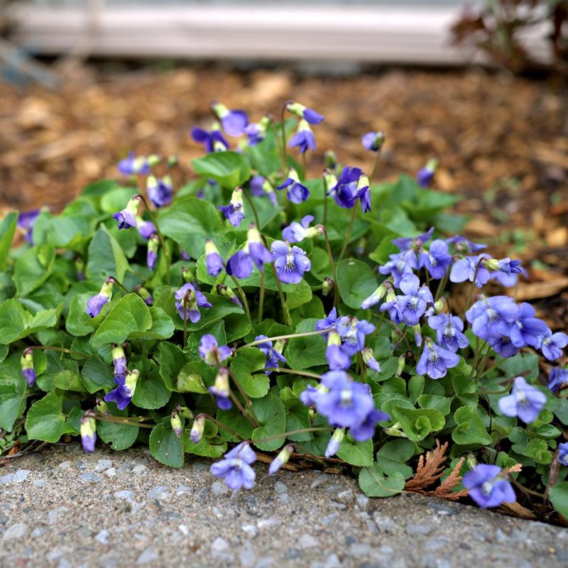 Spreading Growth Can Surprise Homeowners