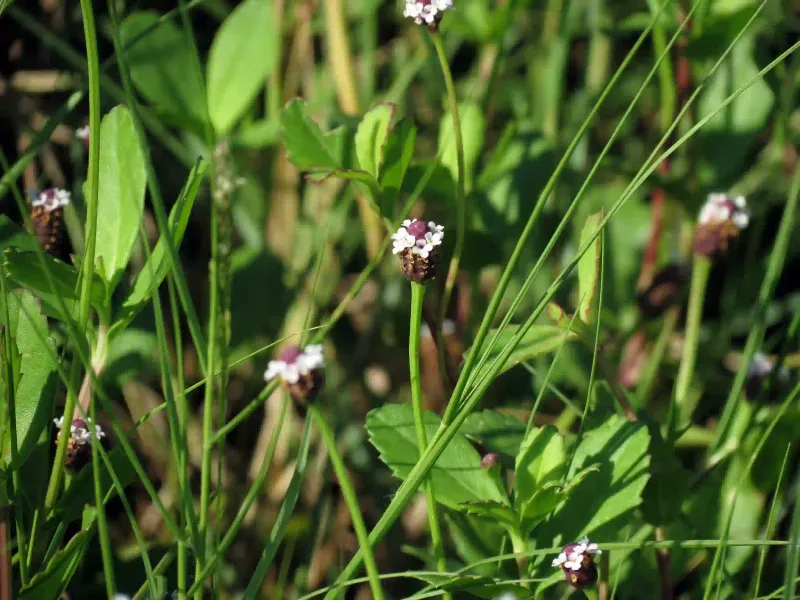 Spreading Runners Fill Gaps Between Plants Spreading Runners Fill Gaps Between Plants