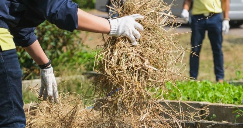 Spreading Straw Or Hay Thickly Near Sheds And Garden Beds Spreading Straw Or Hay Thickly Near Sheds And Garden Beds