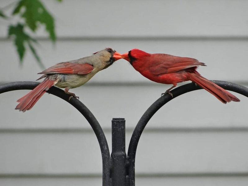 Spring And Winter Bring Different Cardinal Behavior Spring And Winter Bring Different Cardinal Behavior