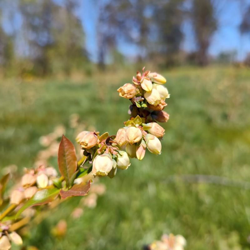 Spring Bloom Problems Reduced The Crop Before Summer Spring Bloom Problems Reduced The Crop Before Summer